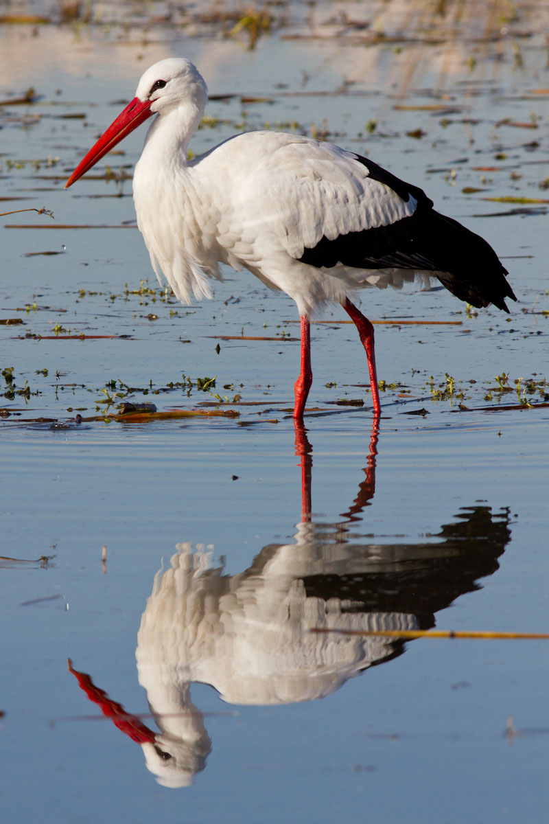 Ciconia ciconia - Cicogna bianca